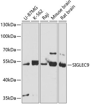 SIGLEC9 antibody