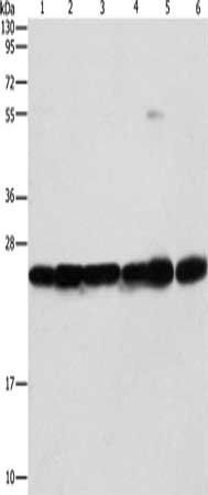 SIGMAR1 Antibody