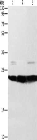 SIGMAR1 Antibody