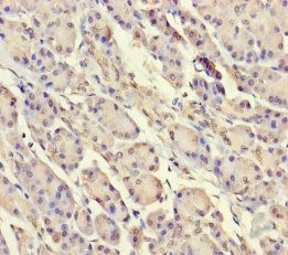 SRP19 Antibody