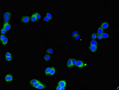 SIK1 Antibody