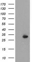 SIL1 Antibody