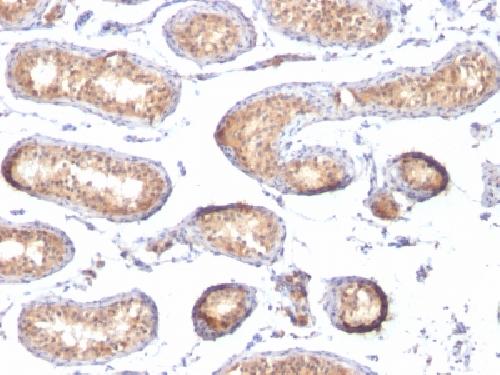 gp100 / Melanosome / PMEL17 / SILV (Melanoma Marker) Antibody