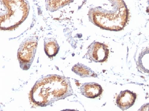 gp100 / Melanosome / PMEL17 / SILV (Melanoma Marker) Antibody