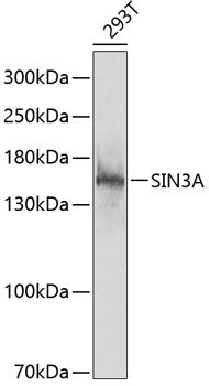 SIN3A antibody