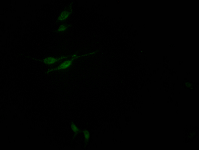 SIN3A Recombinant Monoclonal Antibody
