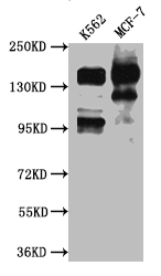 SIN3A Recombinant Monoclonal Antibody