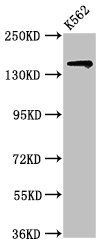 SIN3A Antibody