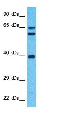 SIR3 antibody