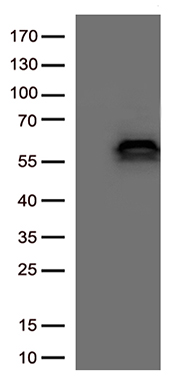 SIRPA Antibody