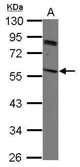 BRISC and BRCA1 A complex member 2 Antibody