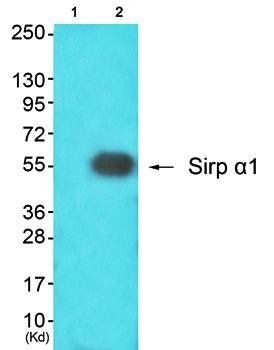 Sirp α1 Antibody