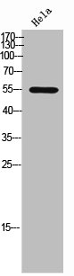 SIRPA antibody