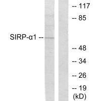 SIRPA antibody