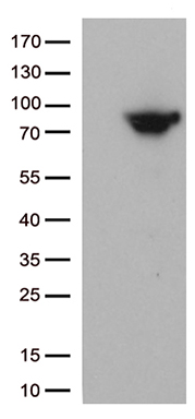 SIRPB1 Antibody
