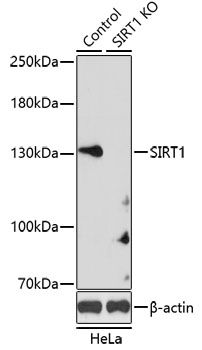 SIRT1 antibody