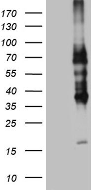 SIRT1 Antibody
