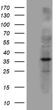 SIRT1 Antibody