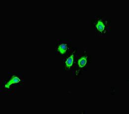 SIRT1 Antibody