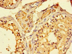 SIRT1 Antibody