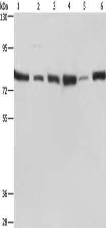 SIRT1 Antibody