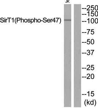 SirT1 (Phospho-Ser47) Antibody