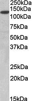 Sirtuin 1/SIRT1 (aa577-590) Antibody