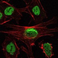 SIRT1 Antibody