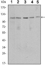 SIRT1 Antibody