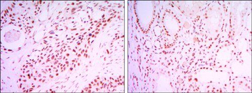 SIRT1 Antibody