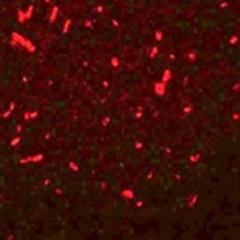SIRT1 Antibody