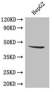 SIRT3 Antibody