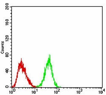 SIRT4 Antibody