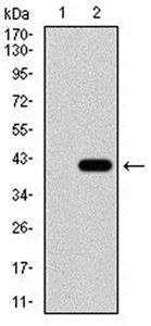 SIRT4 Antibody