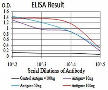 SIRT4 Antibody