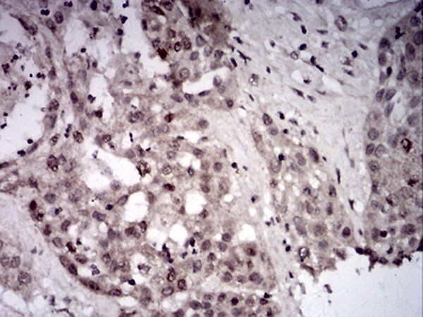 SIRT7 Antibody