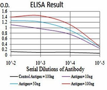 SIRT7 Antibody