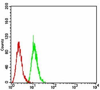 SIRT7 Antibody