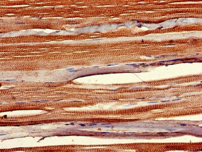 SIX1 Antibody
