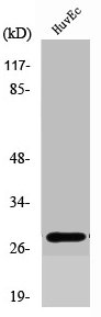 SIX6 Antibody