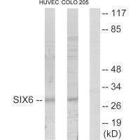 SIX6 antibody