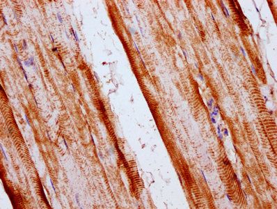 SKA2 Antibody