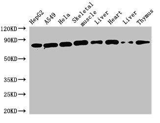 SKIL antibody