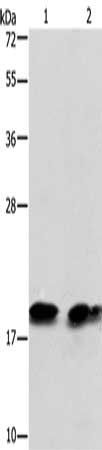 SKP1 Antibody