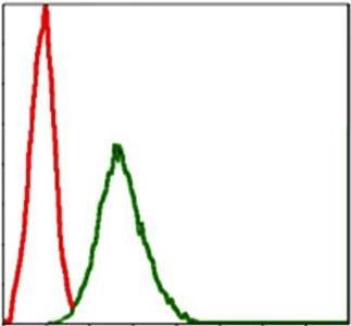 SKP1 Antibody