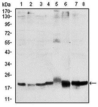 SKP1 Antibody