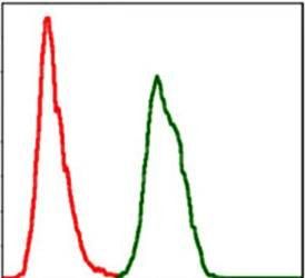 SKP1 Antibody