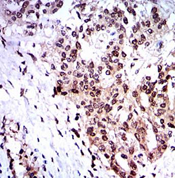 SKP1 Antibody