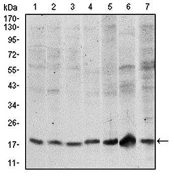 SKP1 Antibody