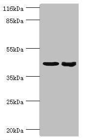 SKP2 antibody